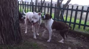 American staffordshire terrier mixed breed. Dogo Argentino Y Amstaff Youtube