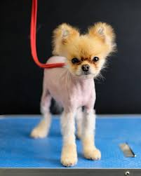 pomeranian dog with hair loss problems