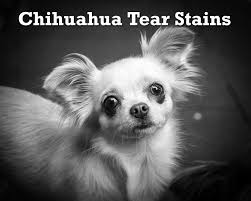chihuahua tear stains causes