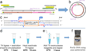 circular dna