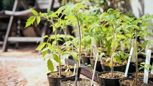 why and how to transplant tomatoes a