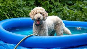 the best dog swimming pools for staying