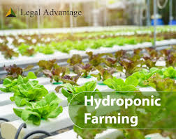 hydroponic farming legal advane