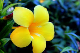 free photo of yellow flowers