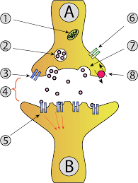 Transmission of an impulse across a synapse, from presynaptic cell to postsynaptic cell, is chemical. Medium Resolution Of Complete Empty Animal Cell Diagram Anatomy Of A Synapse Coloring Full Size Png Download Seekpng