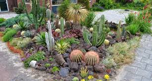 16 Cactus Rock Garden Designs Ideas
