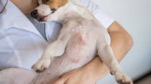 remes for red skin rash in dogs