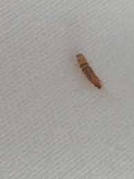 bristles is a carpet beetle larva