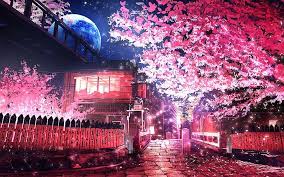 hd wallpaper sakura tree kyoto