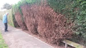 leylandii hedge removal bbc