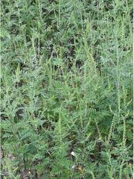 Ambrosia artemisiifolia (Annual ragweed) | Native Plants of North ...