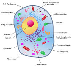 Endoplasmic reticulum is a tubular, membraneous cell organelle seen in continuity with the nuclear membrane of the nucleus in lysosomes are formed by both golgi and er. Rough Endoplasmic Reticulum Biology Wise