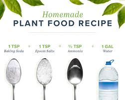 homemade plant food to keep your plants