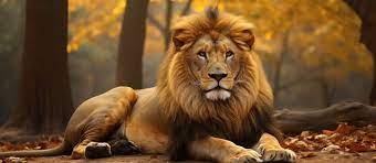 gir lion images browse 2 962 stock
