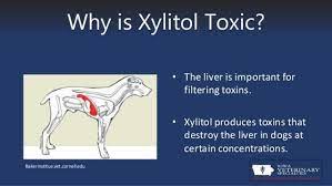 xylitol the artificial sweetener that