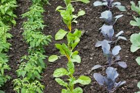 11 Organic Gardening Tips To Grow An
