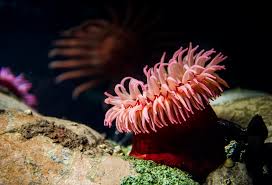 fish eating anemone invertebrates