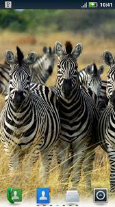 Answering the question, where do zebras live? can be tricky for an individual who has never been in a forest. Zebras Live Wallpaper For Android Apk Download