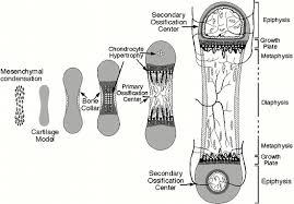 Also, they provide an environment for bones are mostly made of the protein collagen, which forms a soft framework. Anatomy And Ultrastructure Of Bone Histogenesis Growth And Remodeling Endotext Ncbi Bookshelf