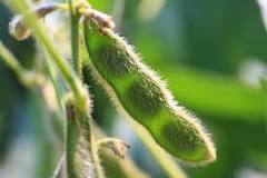 What is the best way to grow soybeans?