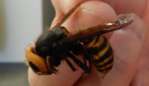 honeybee eating asian giant hornets