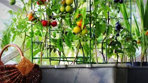 Balcony Garden During The Pandemic