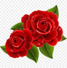 red rose flowers png transpa