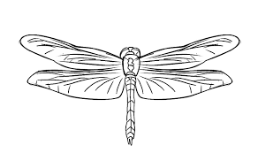 They are from half an inch to five feet long and come in a variety of colors like green, yellow, red and blue. Free Dragonfly Coloring Page 20 Insect Coloring Pages Coloring Pages Coloring Pages For Kids