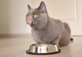 best diabetic cat foods and tips on feeding