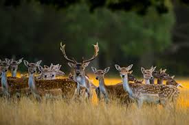 fallow deer britain s most beautiful