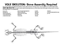Vole Skeleton Template For Owl Pellets Owl Pellets