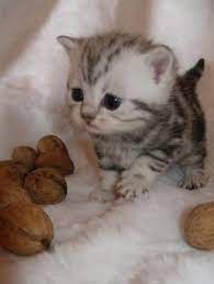 This gallery features the most adorable purebred and mixed breed fuzzy kittens you'd ever want to meet. Small Cute Cats Online