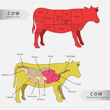 Diagram Of The Cow Basic Cow Internal Organs And Beef Cuts