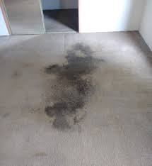 carpet cleaning in ocala and the