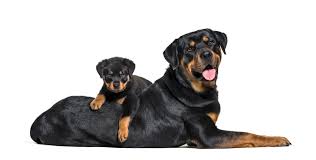 rottweiler growth chart how big will