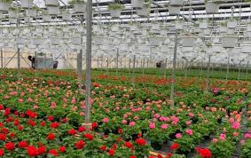 greenhouse offers free drive thru farm