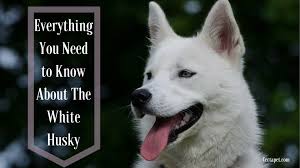 the white husky