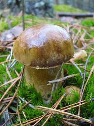 největší houba na světě v
