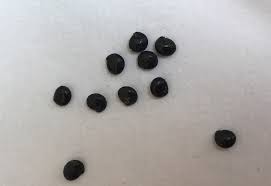 tiny black bugs look like poppy seeds