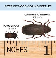 What Do Wood Boring Beetles Look Like Wood Bug