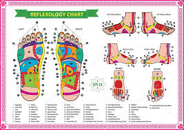 Foot Reflexology Chart Stock Vector Coolvectormaker