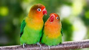 all about lovebirds bechewy