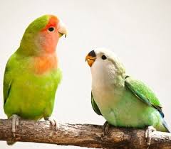 how much do lovebirds cost average