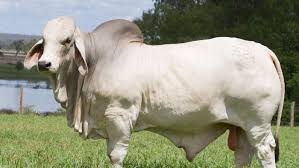 Pure farming tipsis video mien main apko brahman. Whole Lot Of Bull Brahman Becomes The Most Expensive In Australian History With 325 000 Sale Abc News