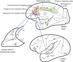the cingulate cortex and limbic systems