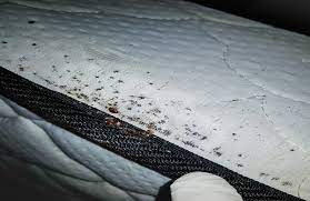 maintaining a bed bug free facility