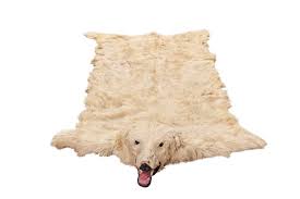 taxidermy polar bear skin rug ursus
