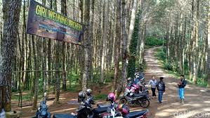 Kompas.com/anggara wikan prasetya keindahan taman ramadanu bagaikan di negeri belanda. Menikmati Udara Sejuk Di Hutan Pinus Giri Wening Lembang