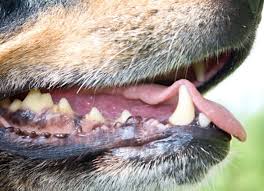 healthy vs unhealthy dog gums petmd