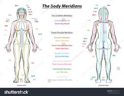 Meridian System Chart Female Body Principal Stock Vector